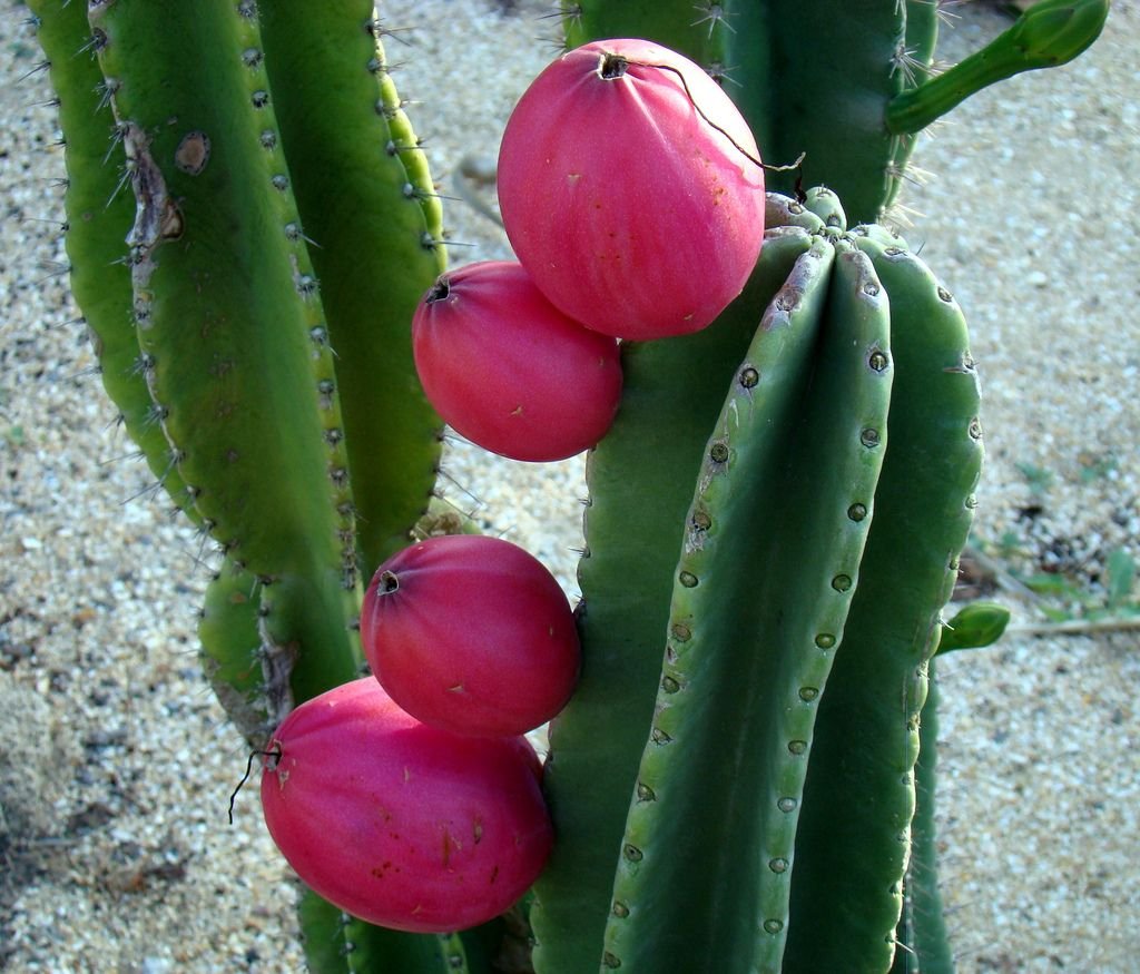 Peruvian Apple Cactus (Cereus repandus)