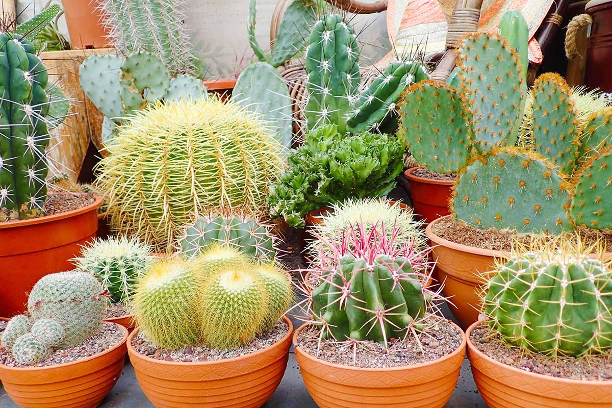 Pesticide-Free Cactus Care