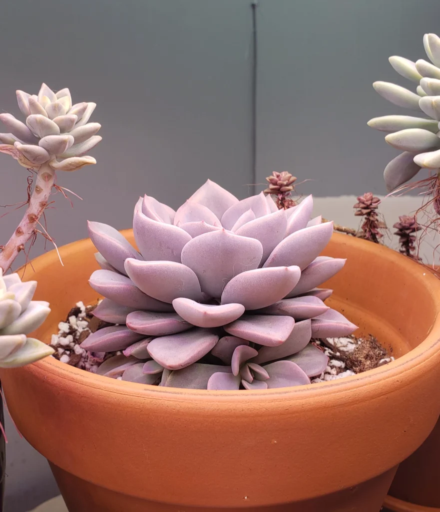 Echeveria ‘Lola’
