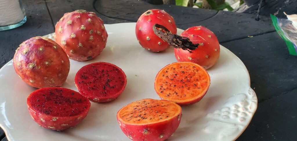Pitaya Agria (Stenocereus gummosus)