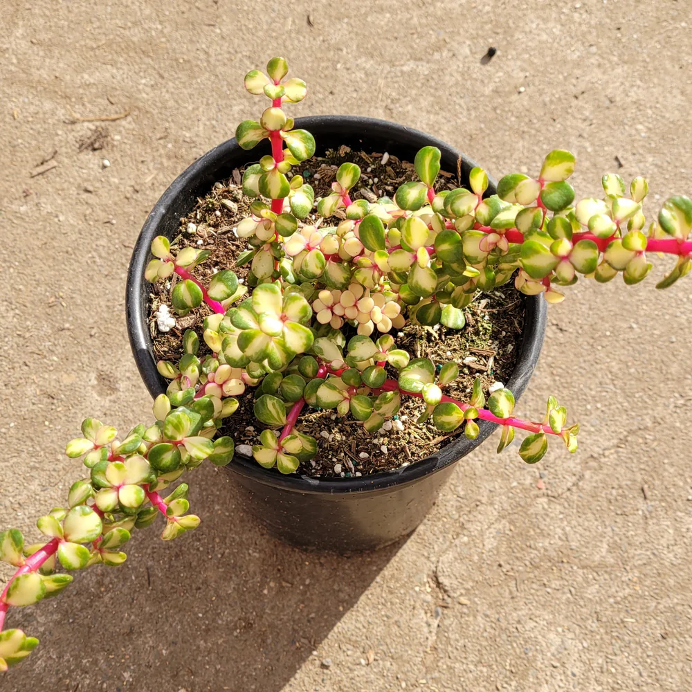 Portulacaria Afra (Elephant Bush)