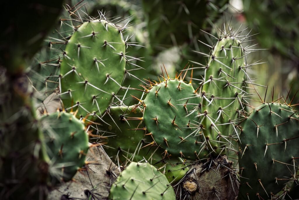 Prickly Pear (Opuntia spp.)