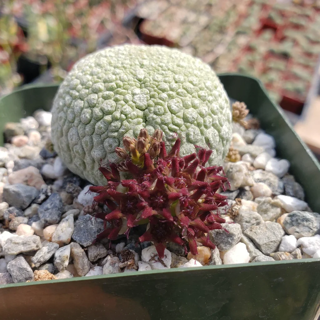 Pseudolithos migiurtinus rare succulents