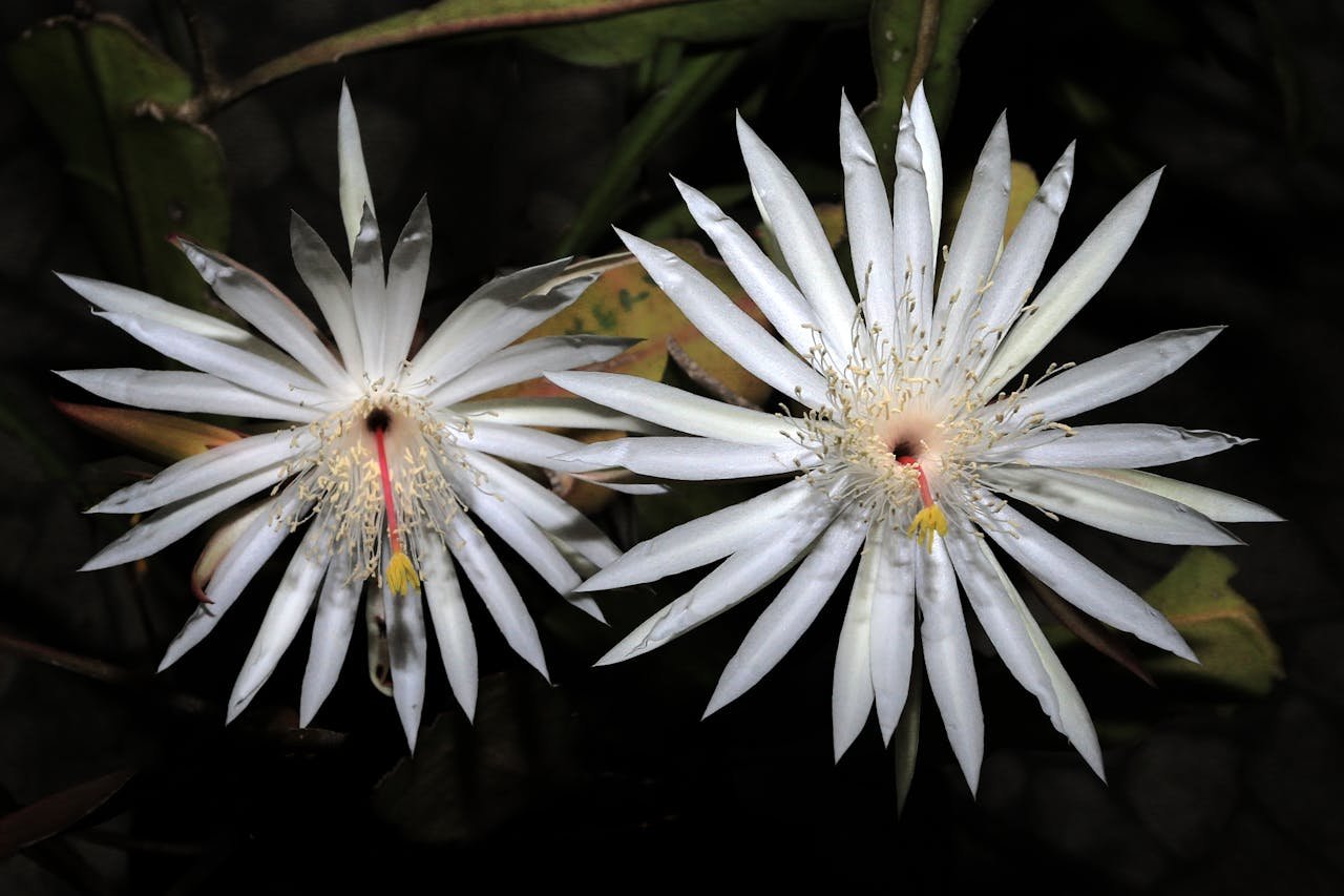 Plant In Night Queen of the Night Cactus Blooming Guide: Night Blooms, Care Tips & More