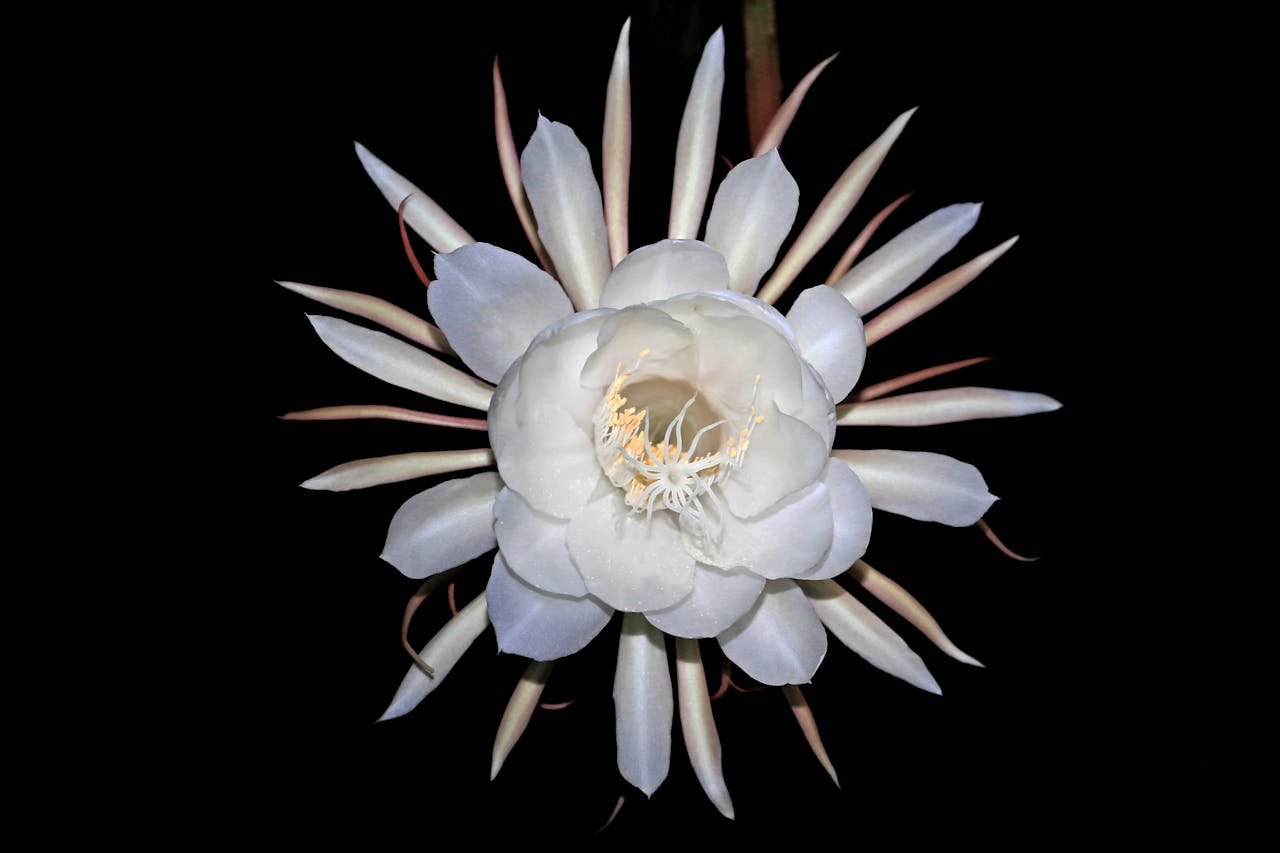 Queen of the Night cactus blooming guide