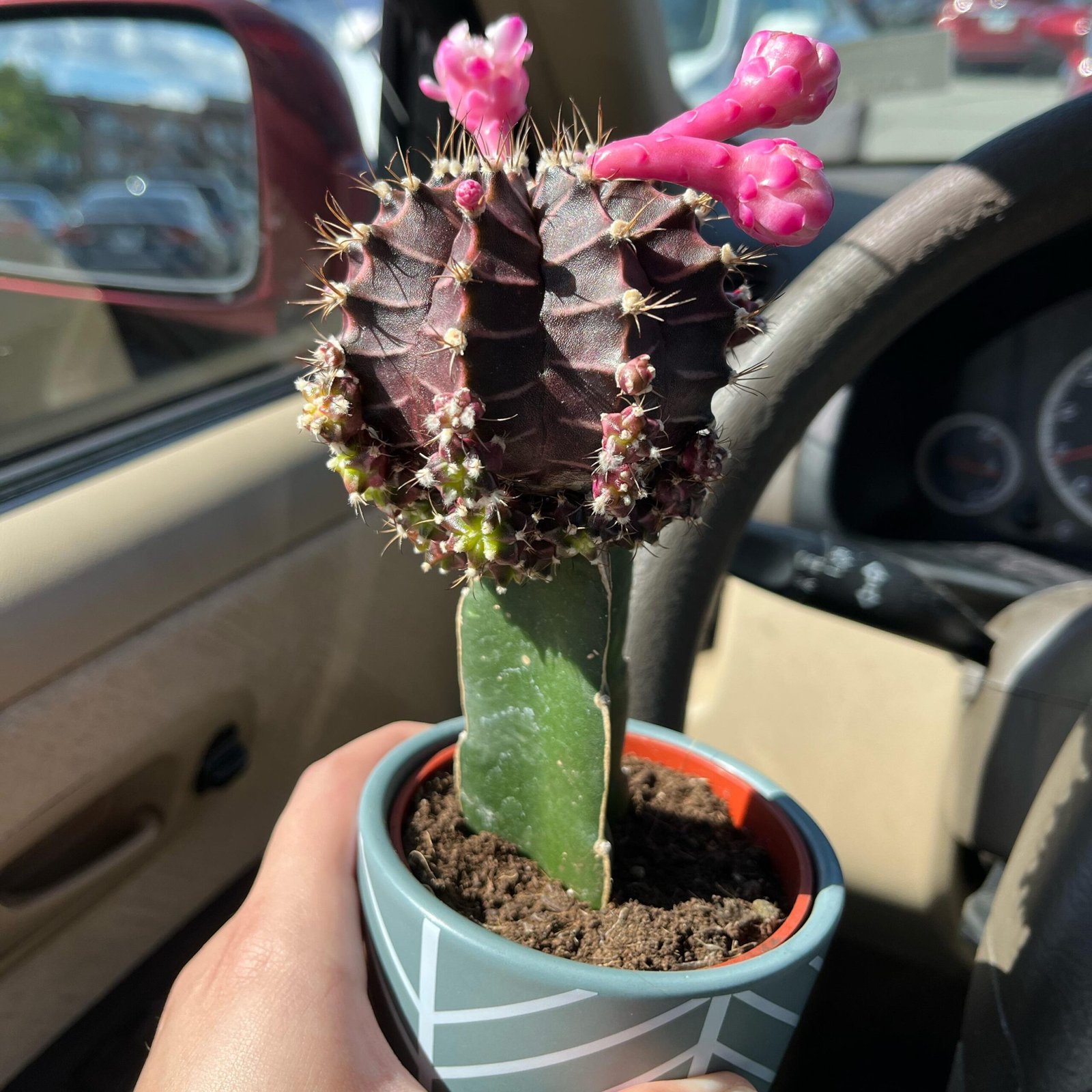 Re-Graft Moon cactus