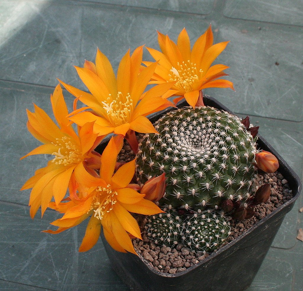 Rebutia