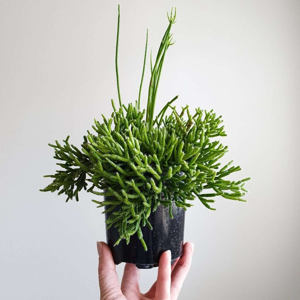 Rhipsalis