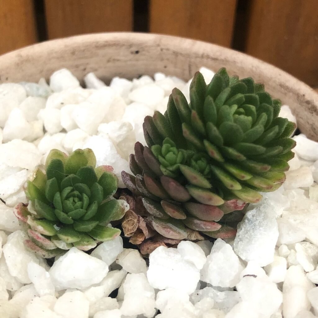 Rosularia