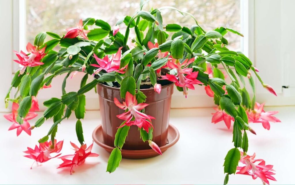 Schlumbergera truncata (Thanksgiving Cactus)