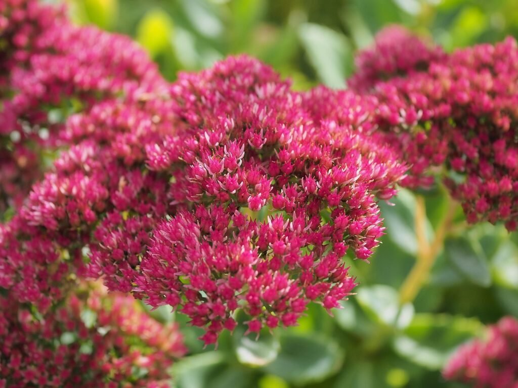 Sedum (Stonecrop)