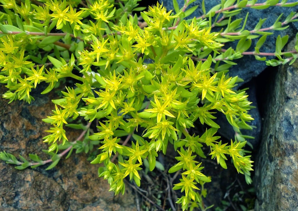 Sedum sarmentosum