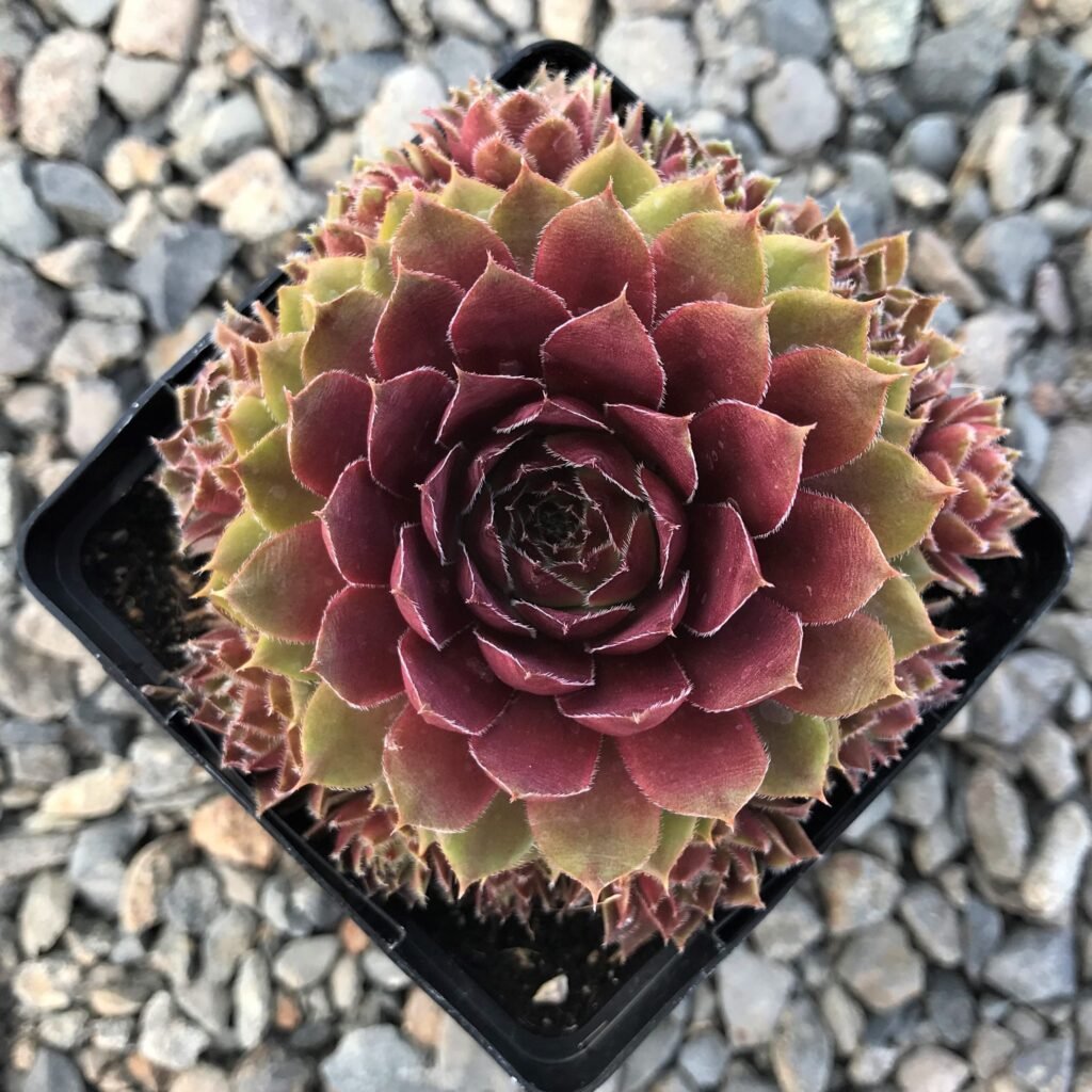 Sempervivum ‘Red Beauty’