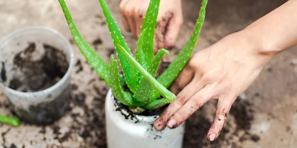 Soil and Potting Tips for Aloe in Small Spaces