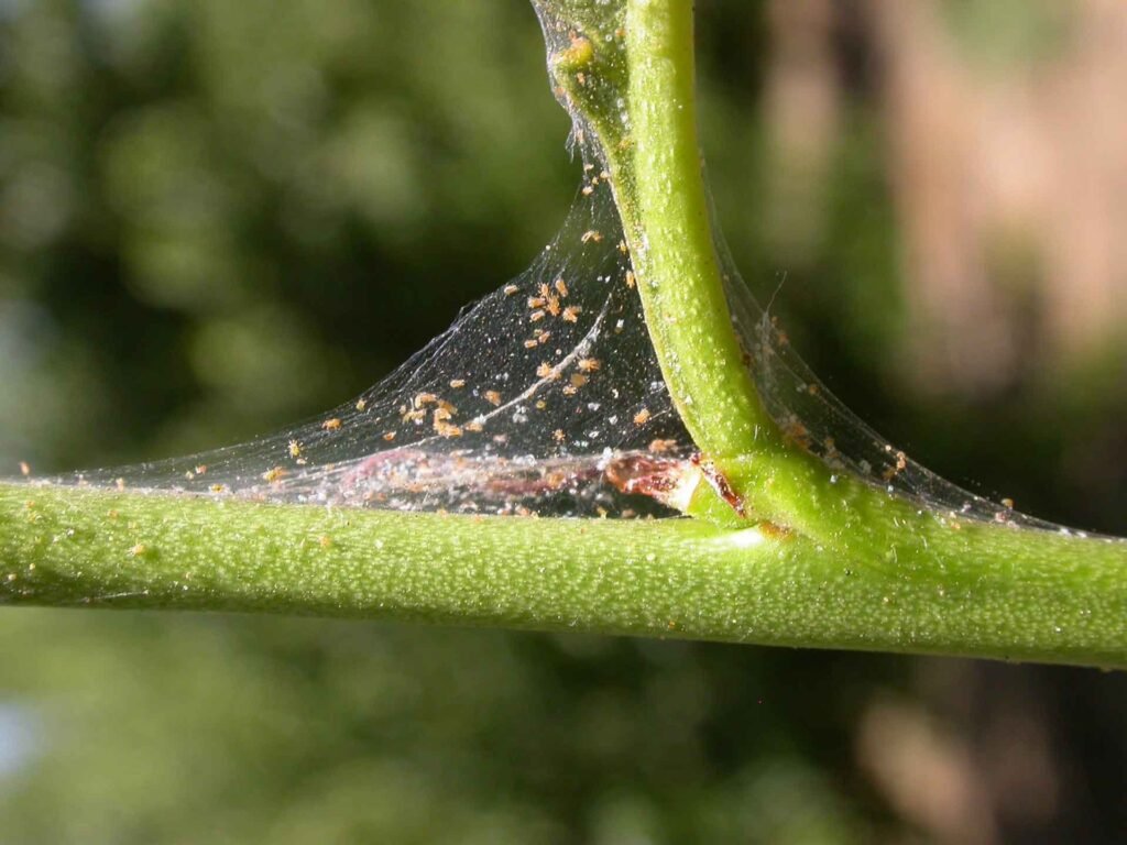 Spider Mites