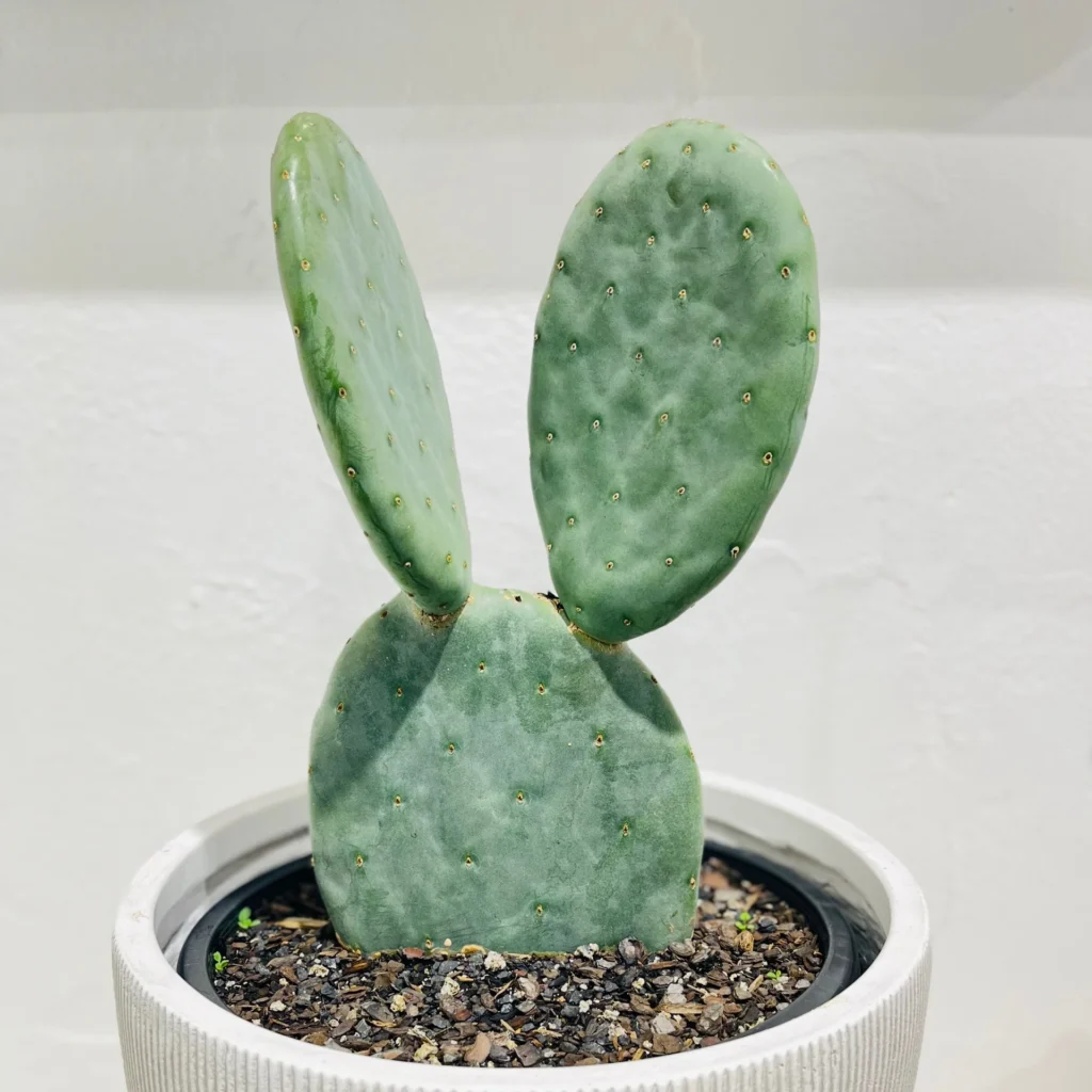 Spineless Cactus (Opuntia ‘Burbank’s Spineless’)
