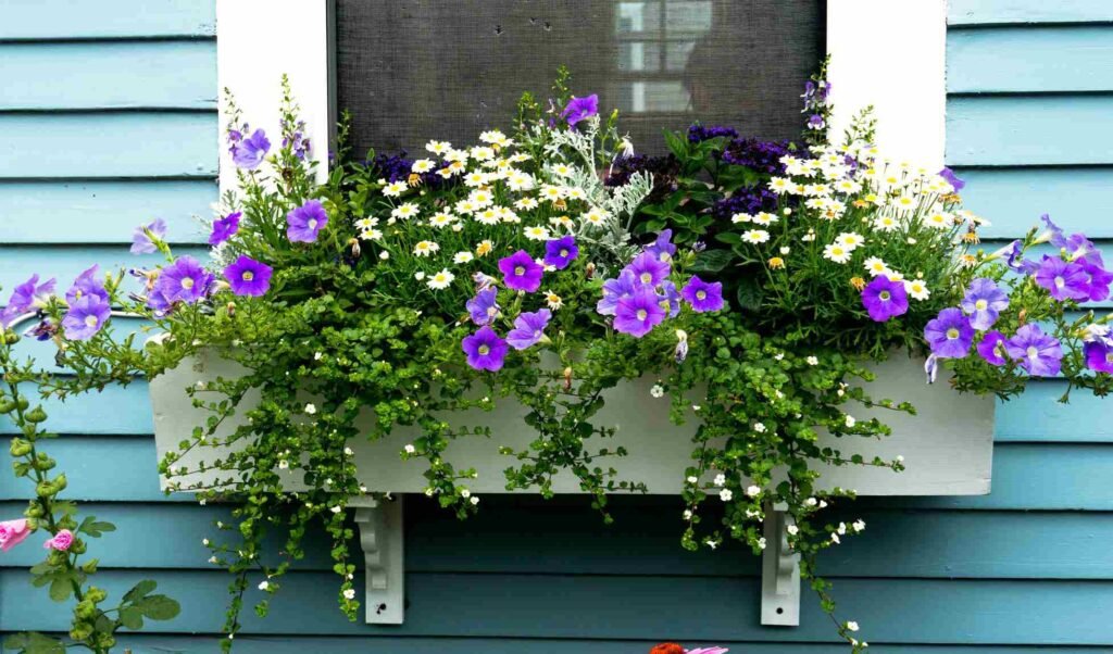 Succulents in window Box