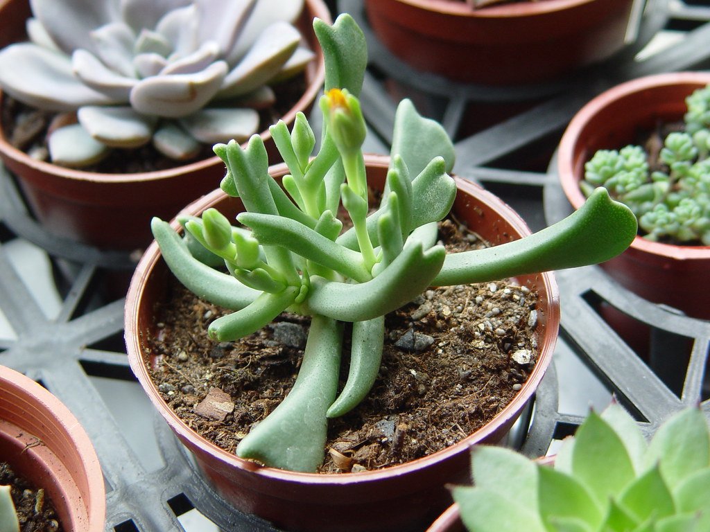 Succulents with Geometric Pattern