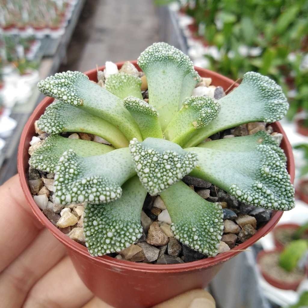 Titanopsis calcarea rare succulents