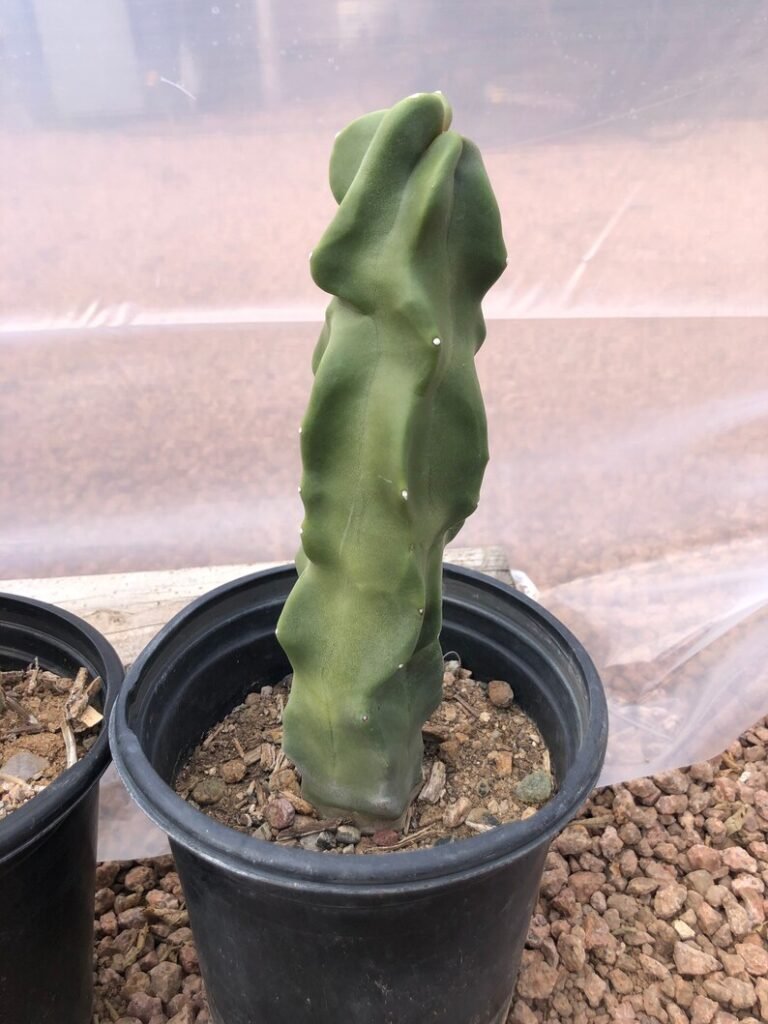 Totem Pole Cactus (Lophocereus schottii var. monstrosus)