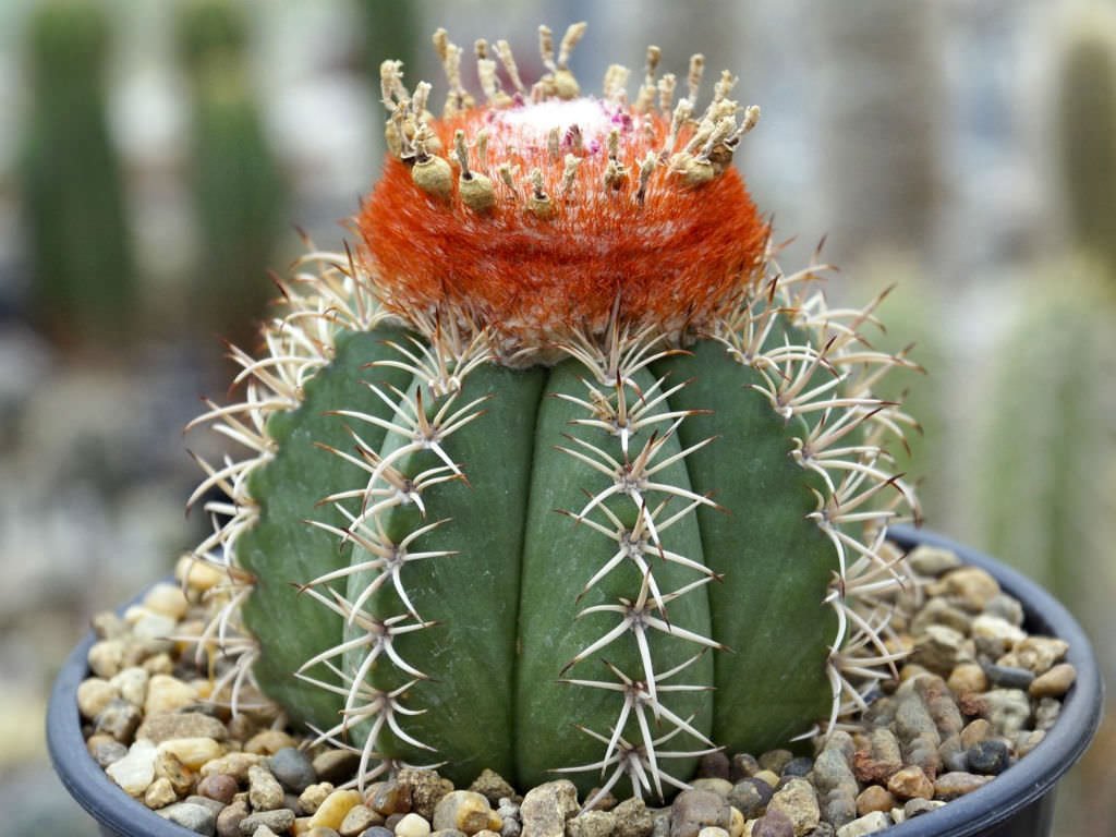 Turk’s Cap Cactus (Melocactus spp.)