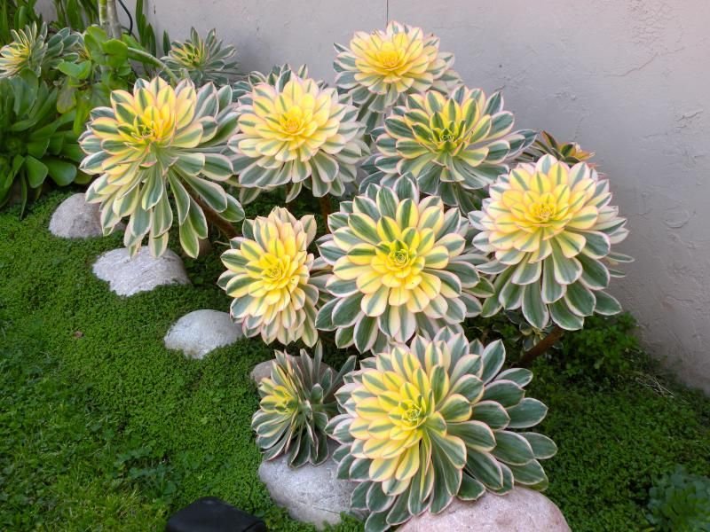 Variegated Aeonium ‘Sunburst