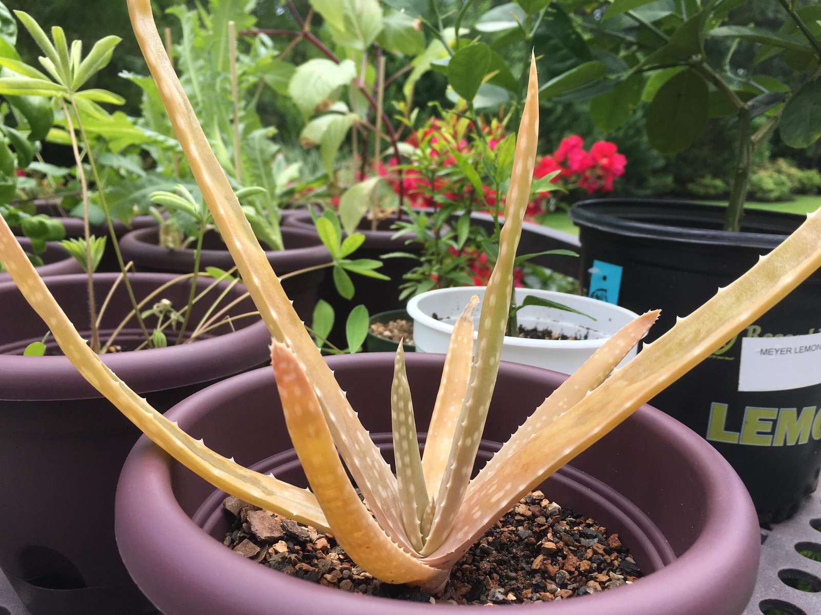 Yellowing Leaves Aloe Vera