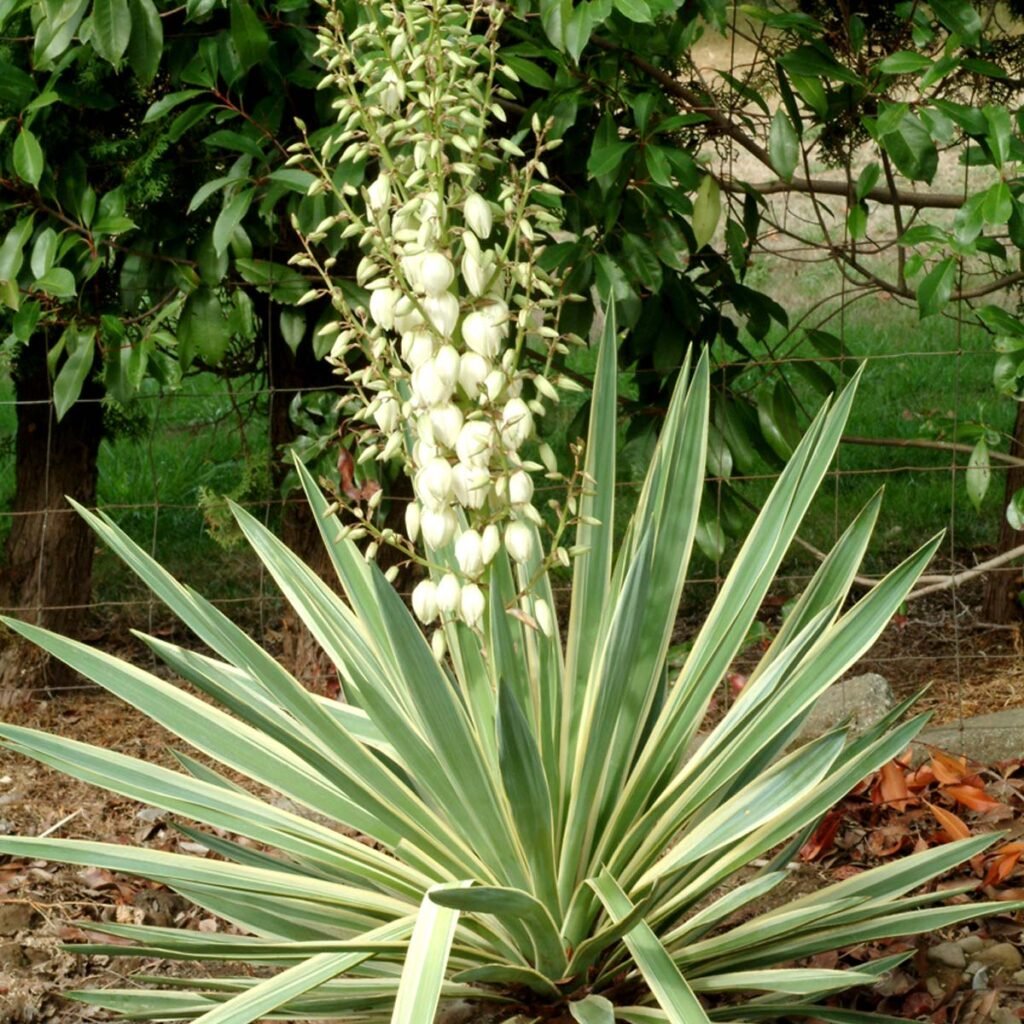 Yucca