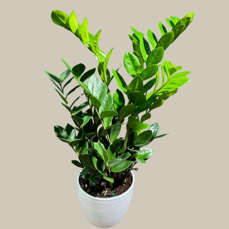 ZZ Plant (Zamioculcas zamiifolia)