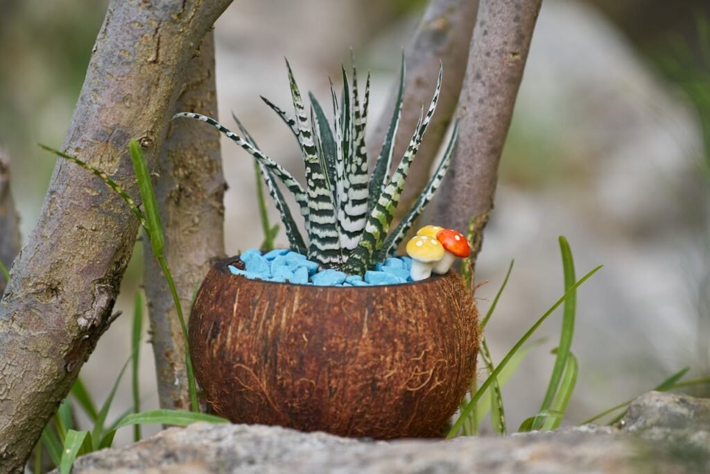 Zebra Plant (Haworthiopsis fasciata)
