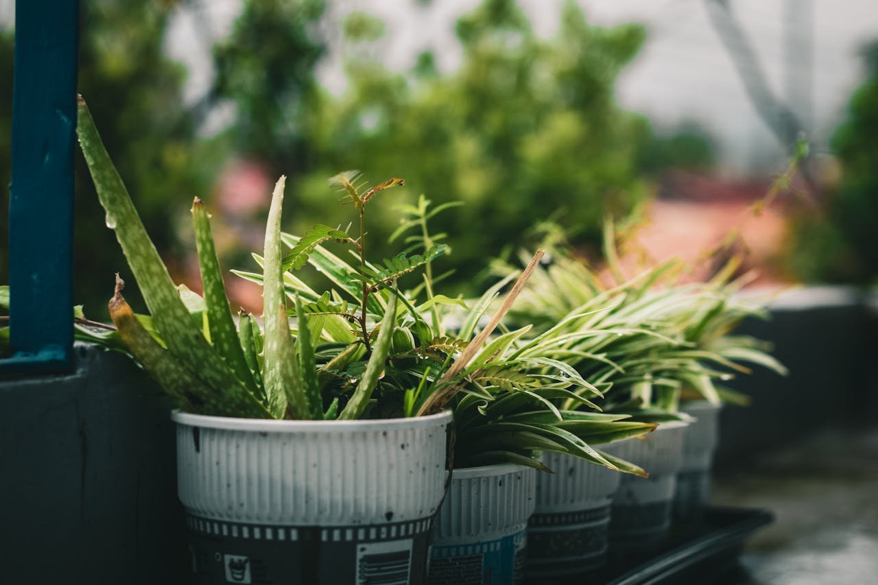 aloe vera care in small pots