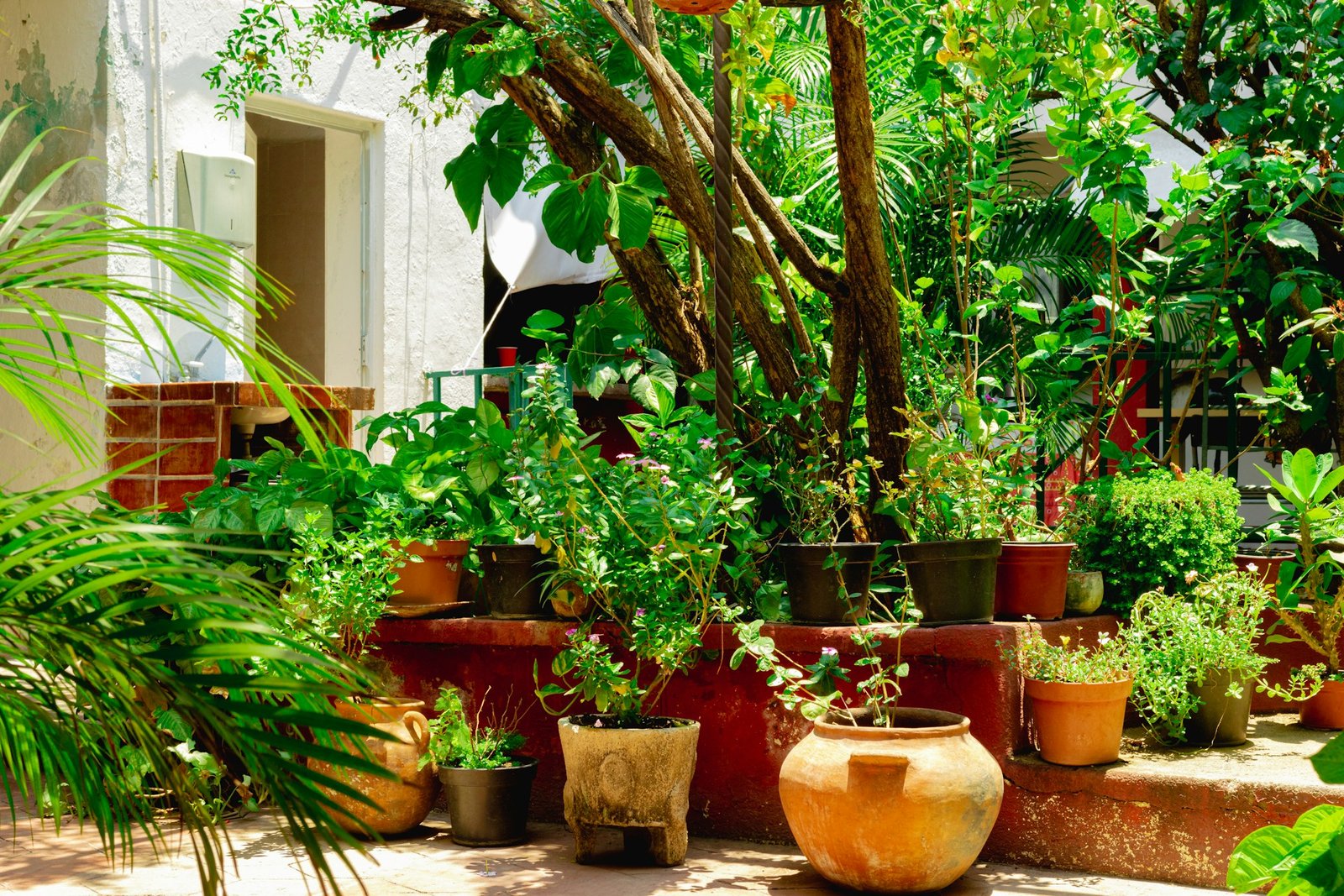 balcony succulents for Indian climate