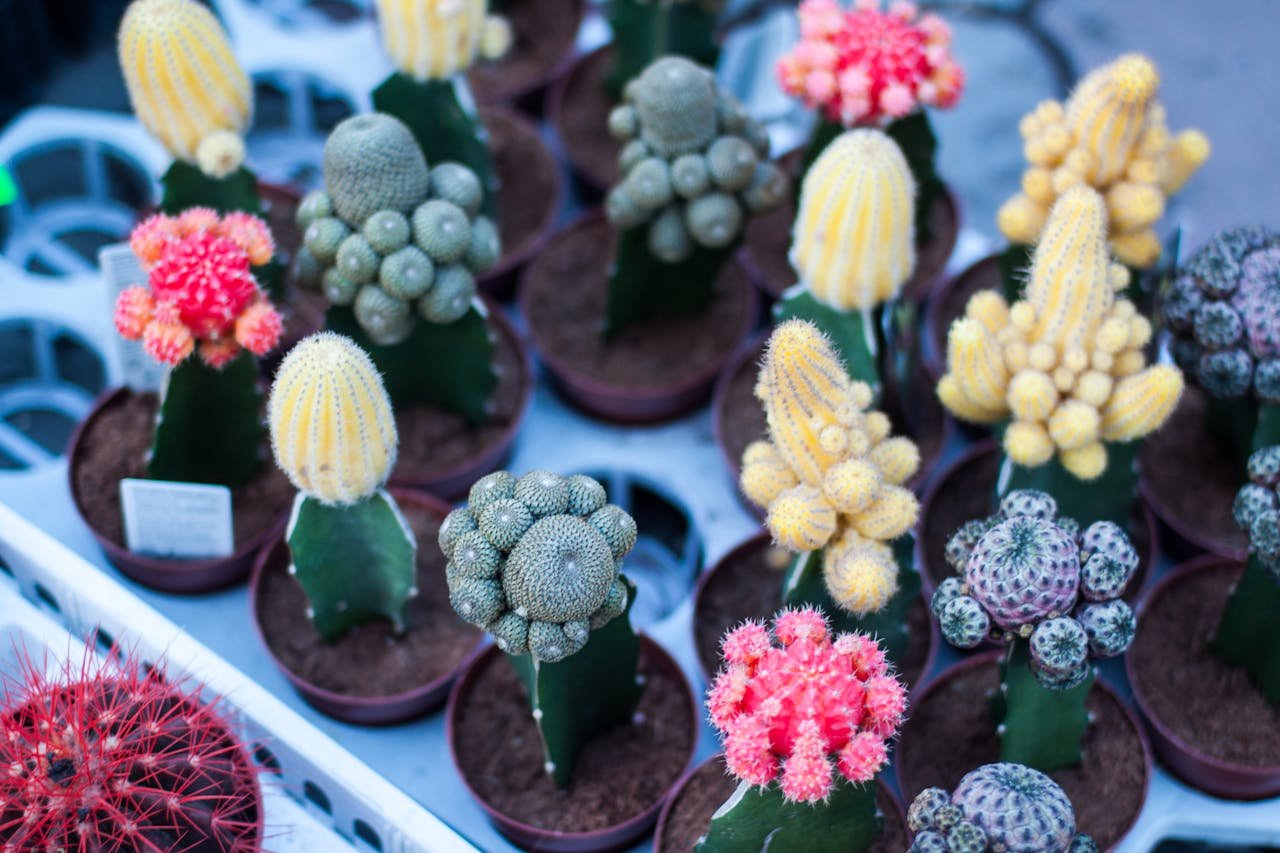 blooming cactus varieties for home
