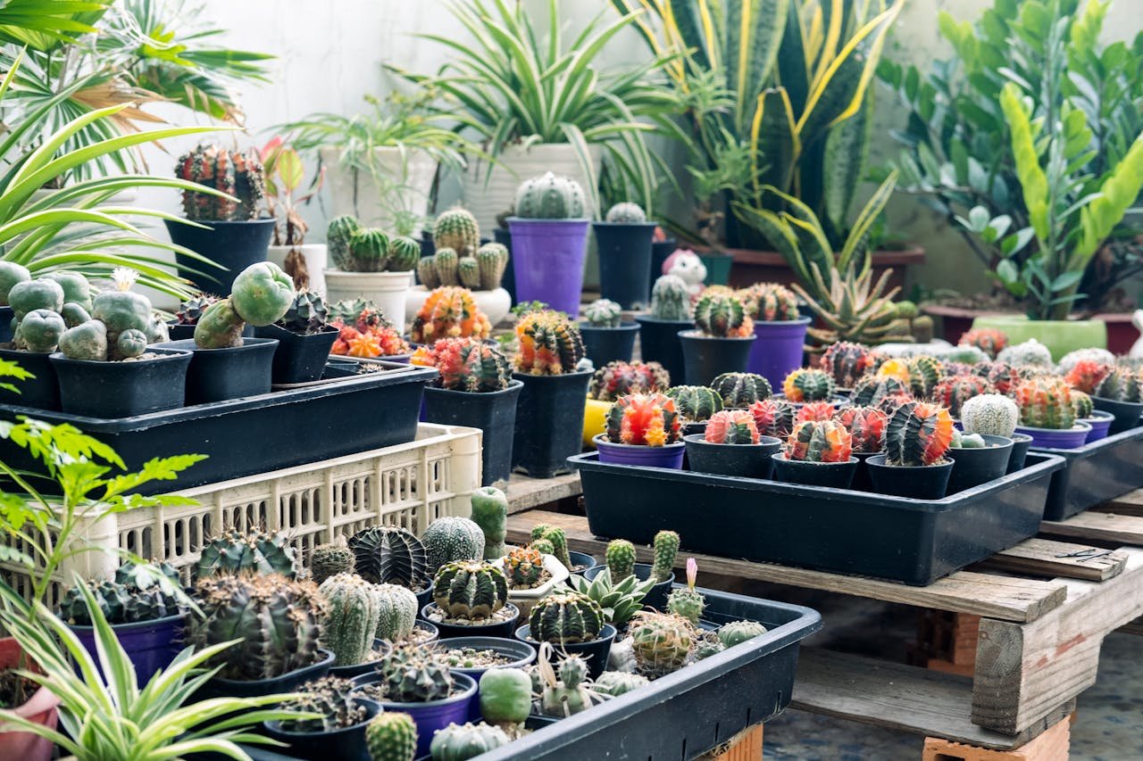 cactus garden ideas for balconies