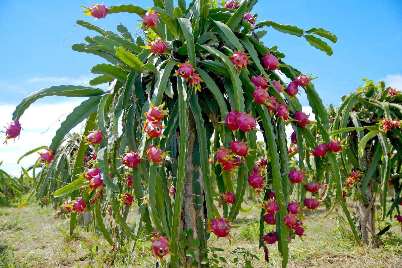 cactus plants that produce edible fruit