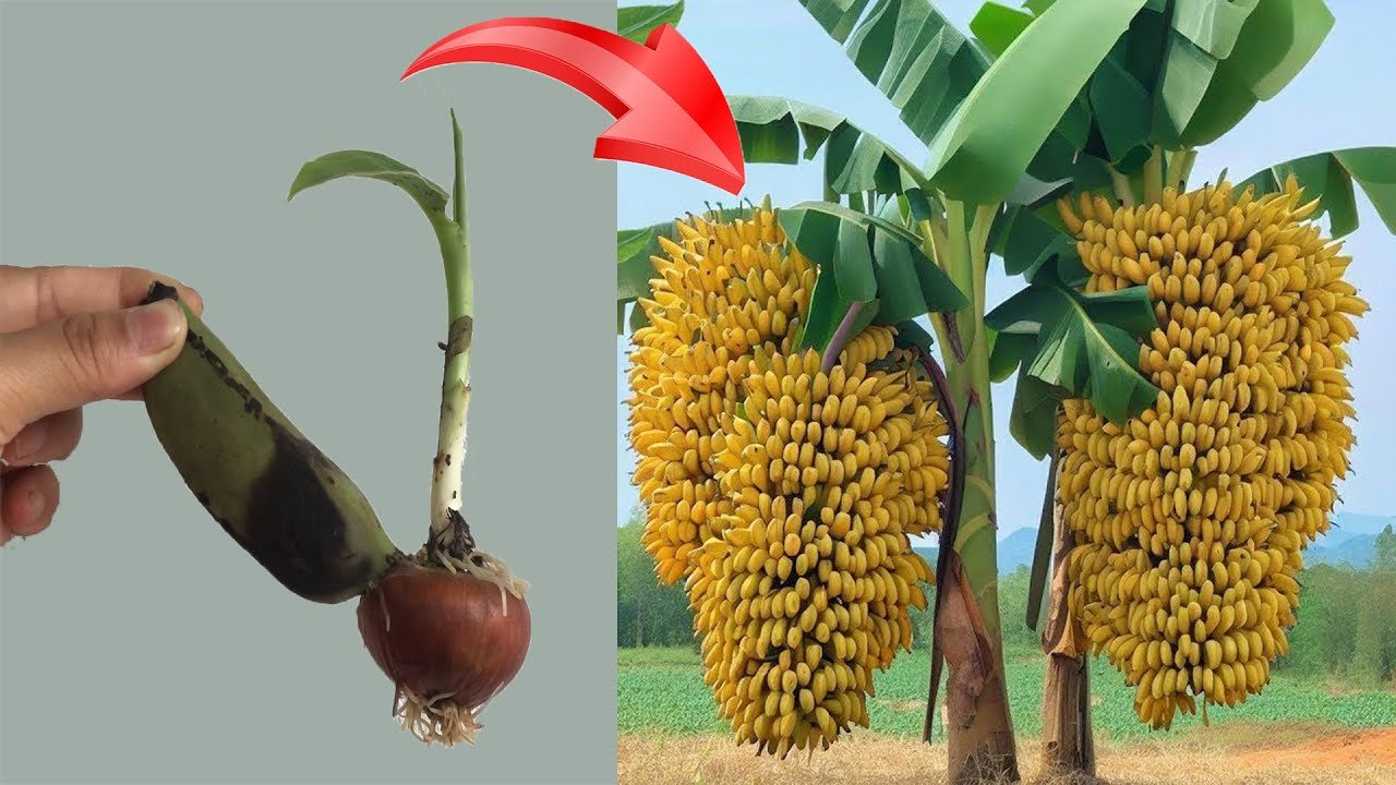 cactus propagation using banana peel