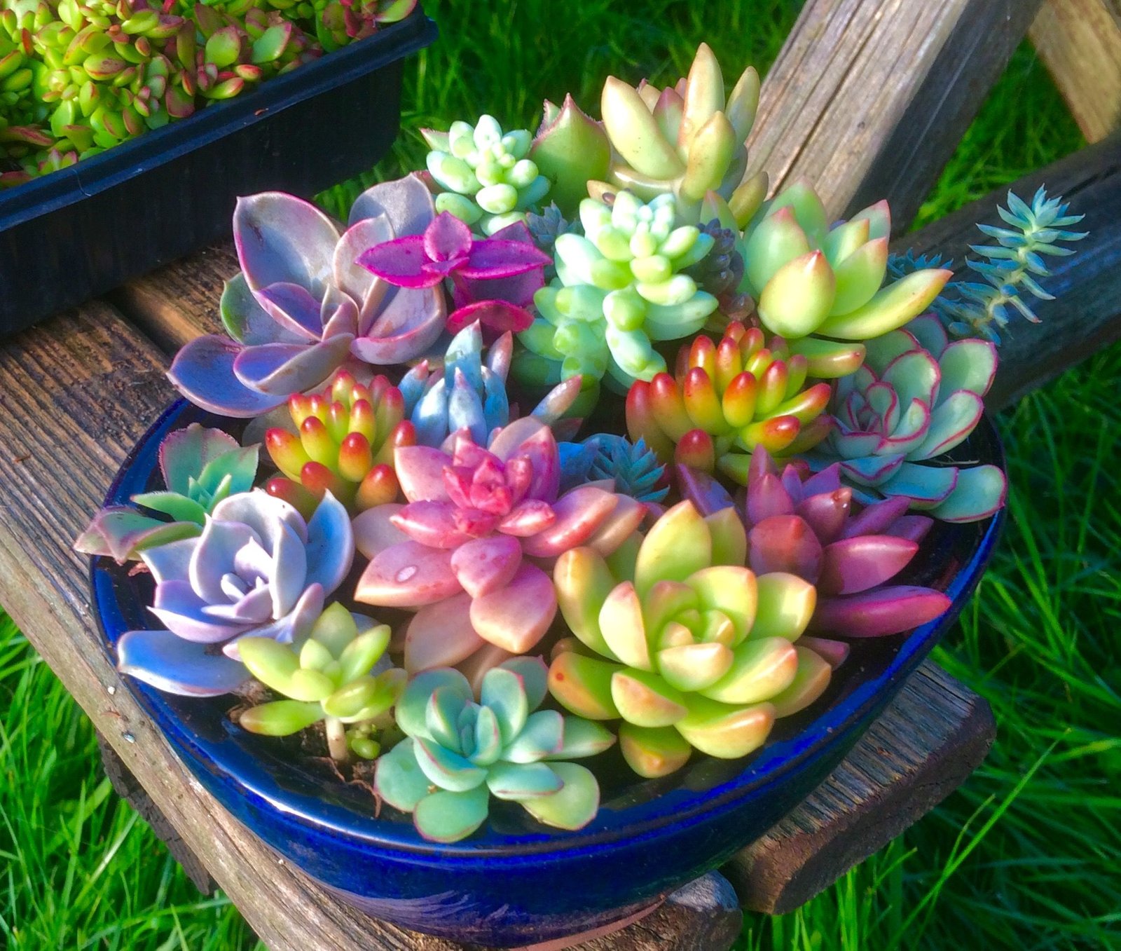 colorful flowering succulents for spring