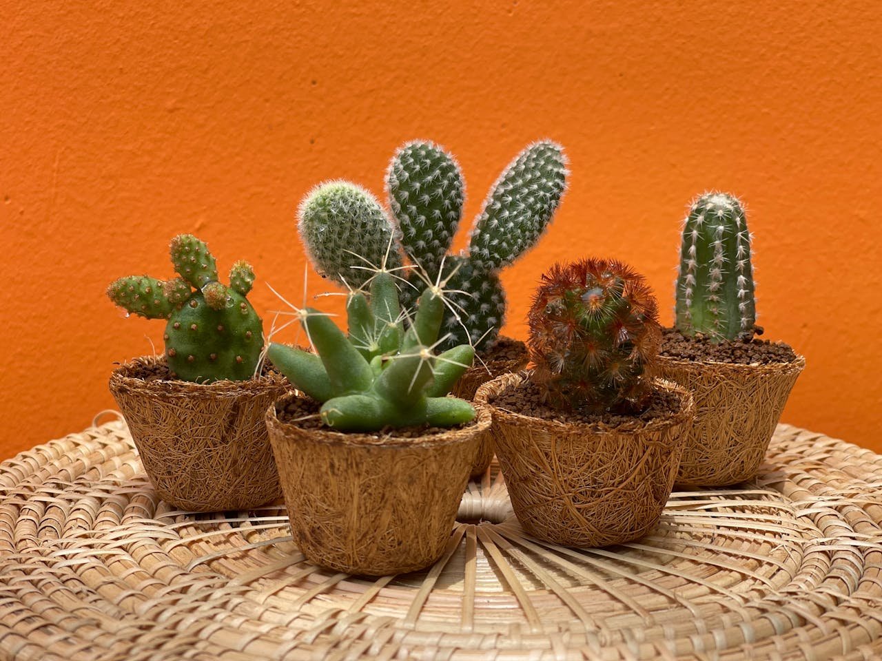 drought tolerant cacti