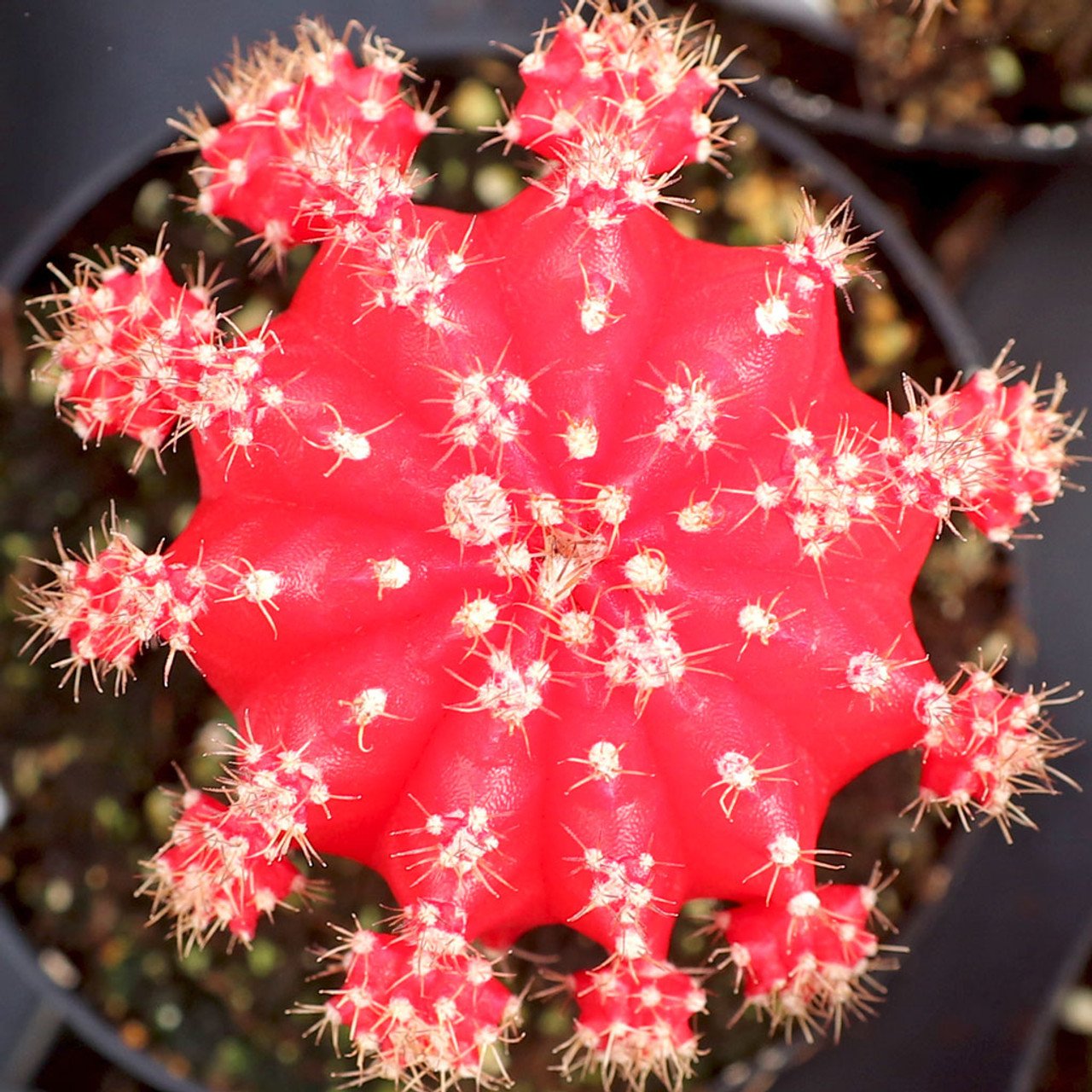 moon cactus care indoors
