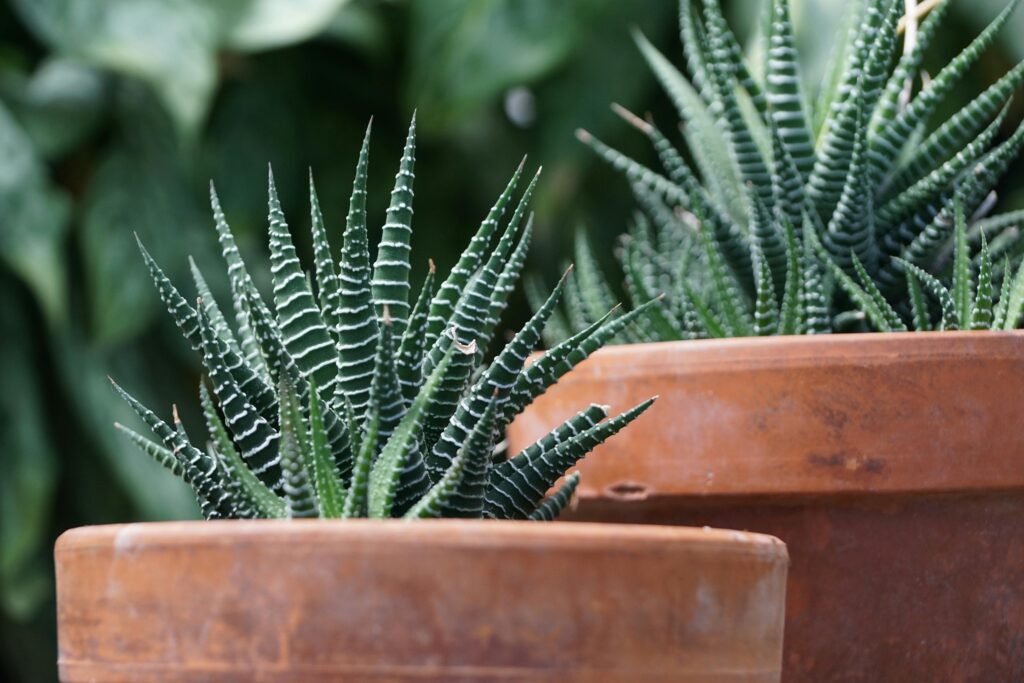 Haworthia (Haworthiopsis spp.) pet  safe succulent 2025