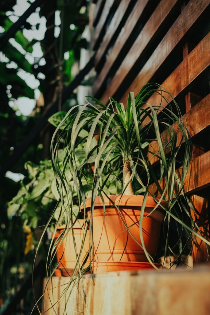 Pet-safe Ponytail Palm 2025: Floor succulent for bright corners. Non-toxic