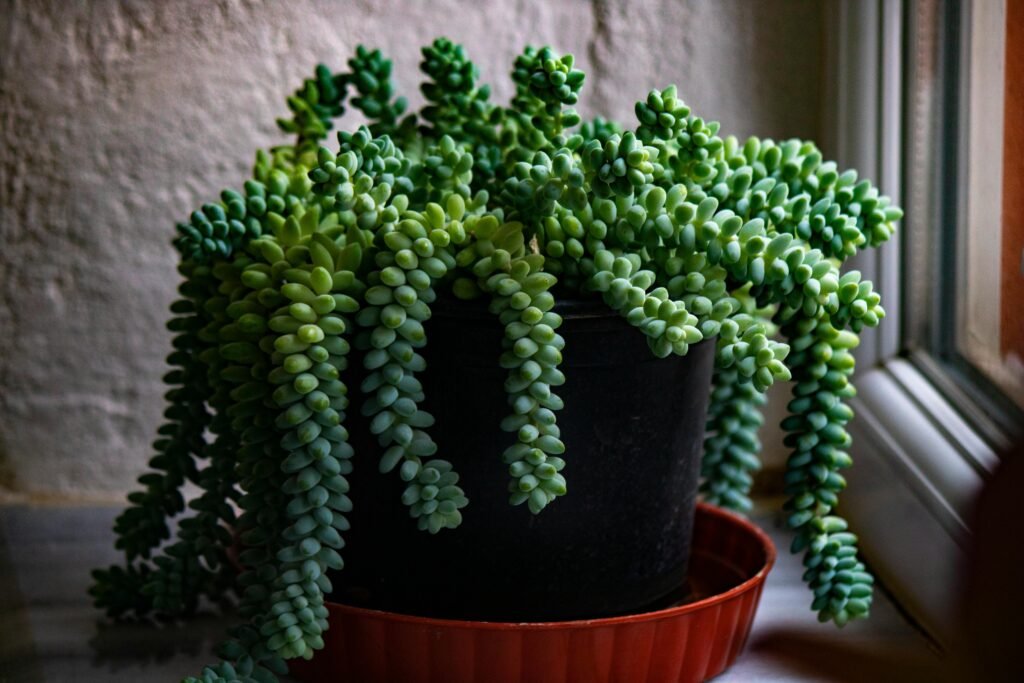 Burro's Tail 2025: Trailing pet-safe succulent. Hang away from pets.