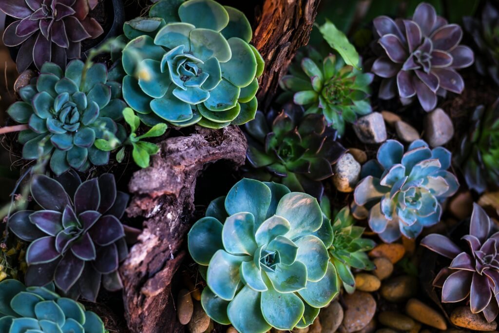 Echeveria pet safe succulent