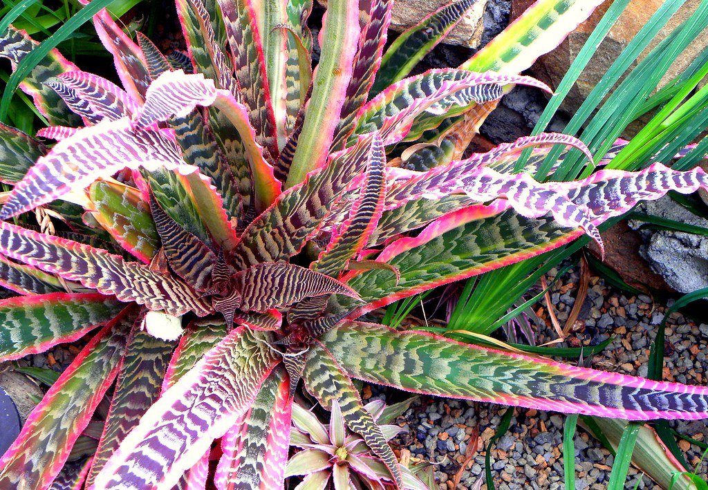 rainbow cactus plant care