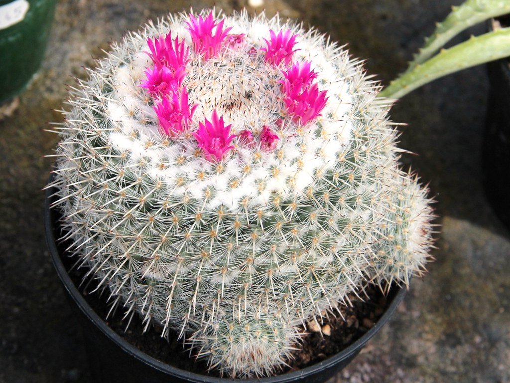 rare cactus types for collectors