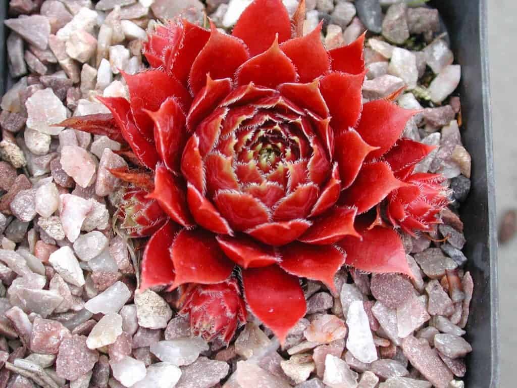 rare succulents with red leaves