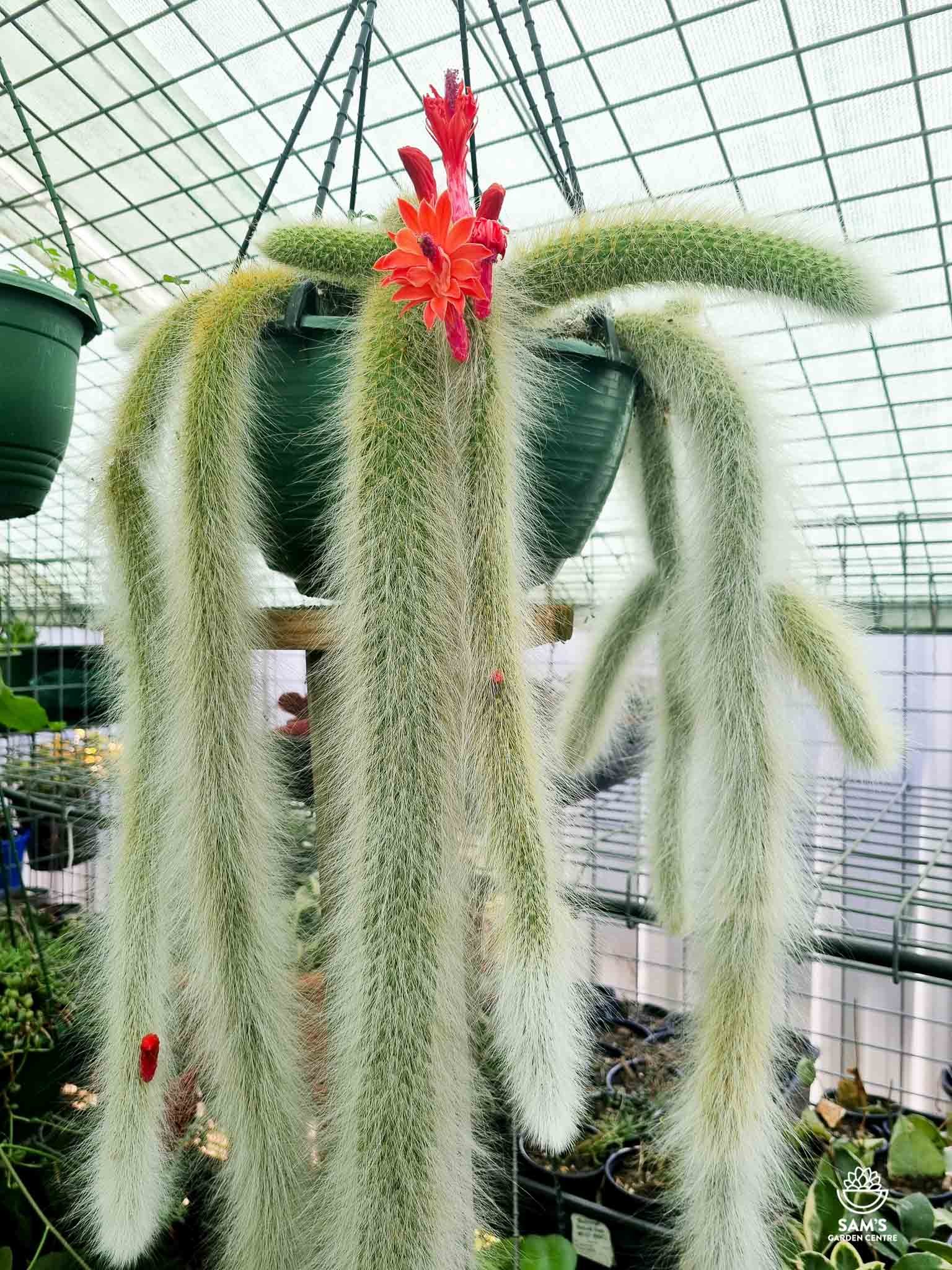 rare succulents