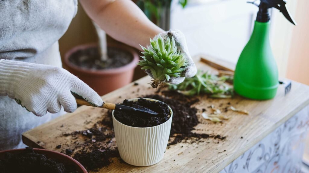 Propagation of pet safe succulents.