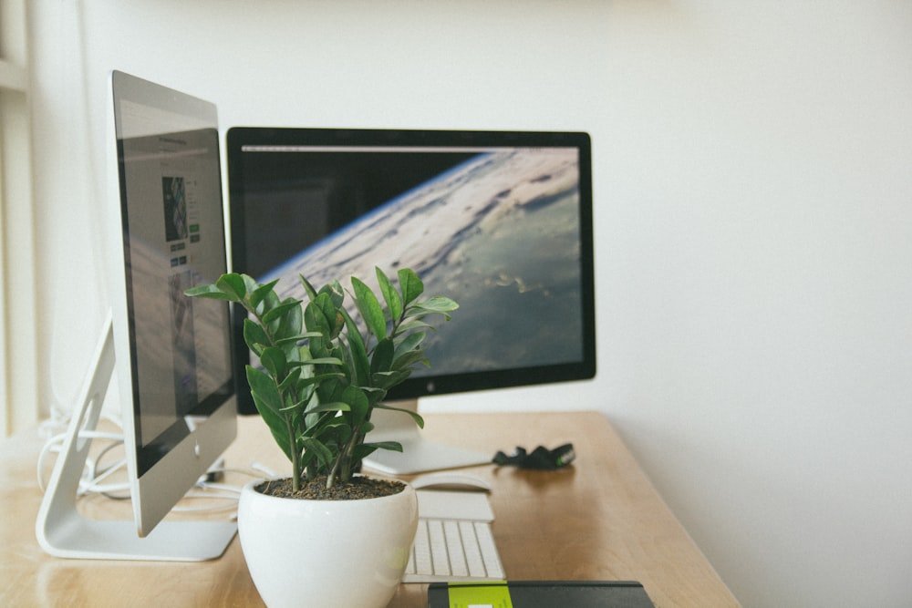 succulents and cacti for modern office desk