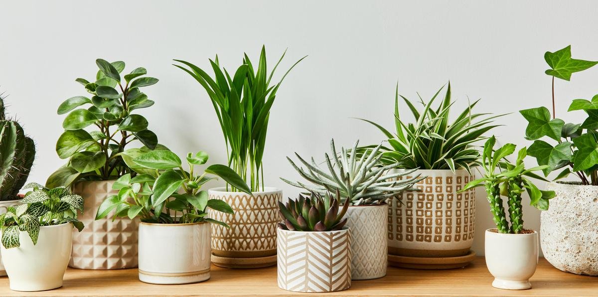 succulents and feng shui tips